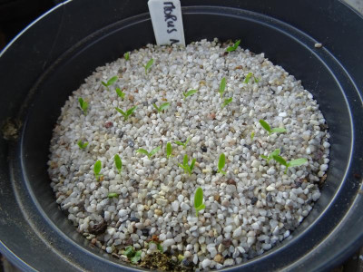 Morus nigra Germination May 2017.JPG