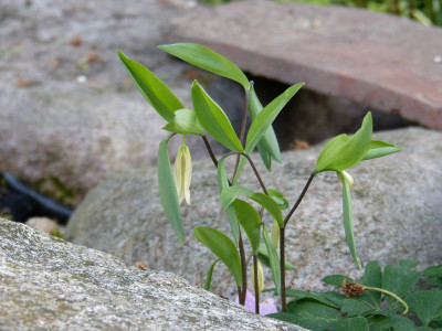 2017-05-09 Uvularia sessilifolia.jpg