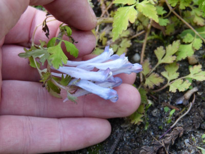 2017-05-09 Corydalis.jpg