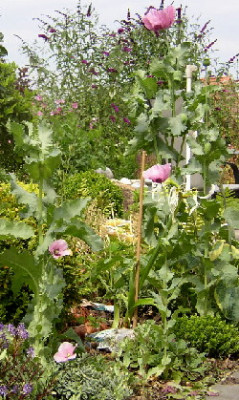 schlafmohn11.jpg