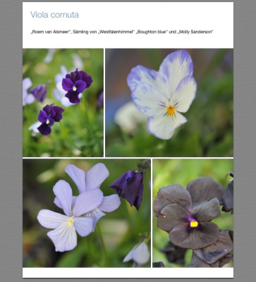 Viola cornuta.jpg