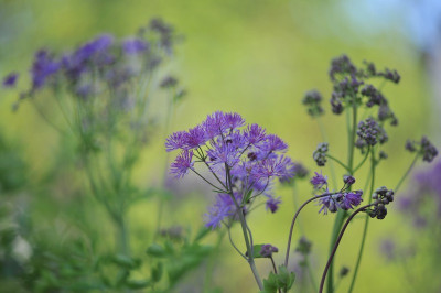Thalictrum aquilegifolia.jpg