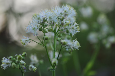 Th. aquilegifolia.jpg