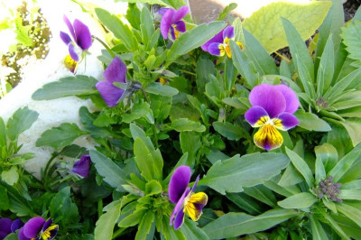 2017_0510viola2017april0004.JPG