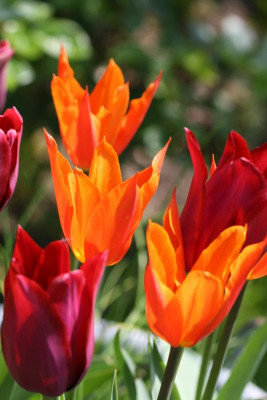 Garten Frühling 2017 121.JPG