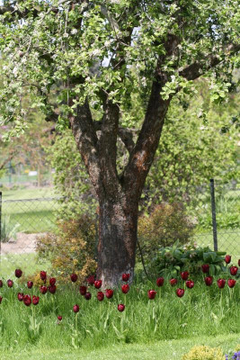 Garten Frühling 2017 050.JPG