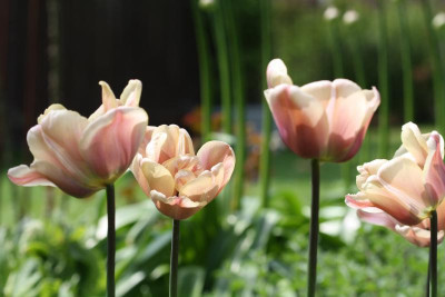 Garten Frühling 2017 065.JPG