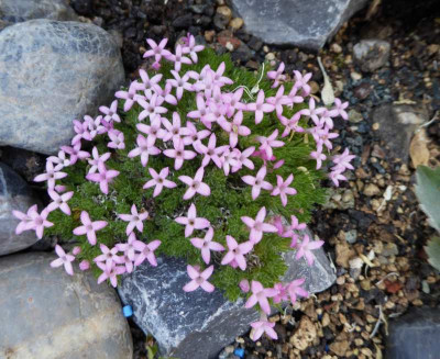 Asperula sintenisii   ...   10.5.17 006.jpg