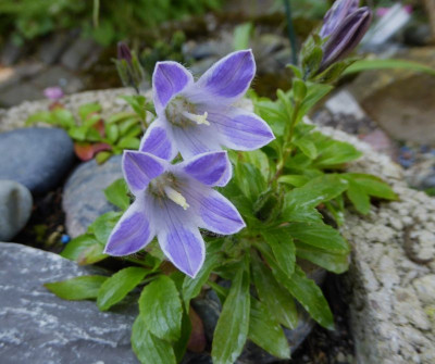 Campanula chamissonis ...   10.5.17 003.jpg