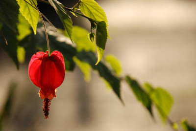 Abutilon-im-Dezember.jpg