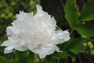 mai 095.jpg