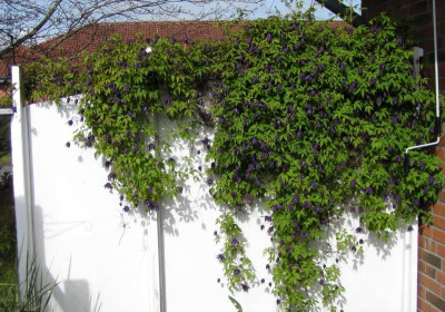 Cl_fauriei_campanulina_plena.jpg