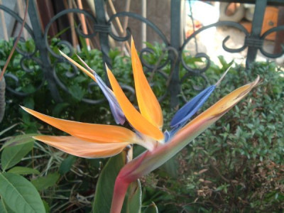 Paradiesvogelblume.jpg