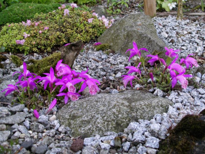 Pleione limprichtii  11.05.17.JPG