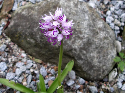 Orchis simia 11.05.17.JPG