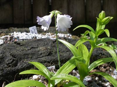 Primula reidii var. williamsii 11.05.17.JPG