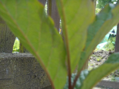 DSCN1262.JPG