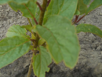 DSCN1261.JPG