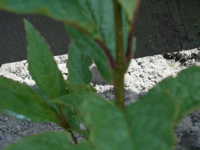 DSCN1259.JPG