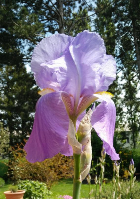 Iris_pallida110517b.jpg