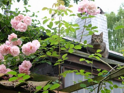 Garten_086.jpg
