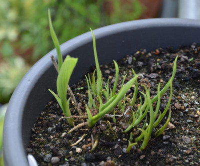 Hosta-Hyuga_urajiro.17-1.jpg