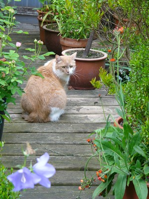 Garten_356.jpg