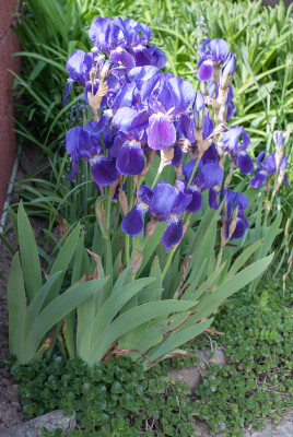 Iris_Sedum.jpg