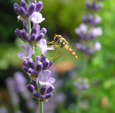 Lavendel-Schweb-1a.jpg