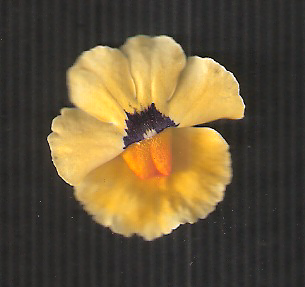 Scan_20170511 (2).png