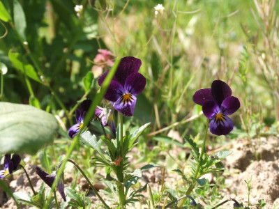 DSCF3797.JPG