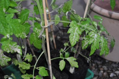 Tomaten.jpg