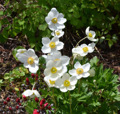 Anemone_sylvestris.17-1.jpg