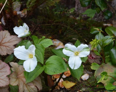 Trillium_grandiflorum.17-2.jpg