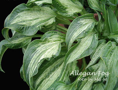 Allegan-Fog-aus.jpg
