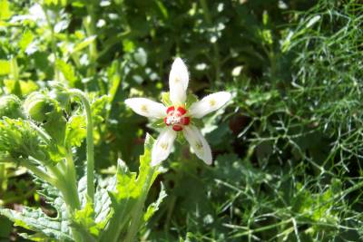 Blumenbachia_insignis.jpg