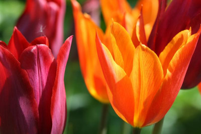 Garten Frühling 2017 118.JPG