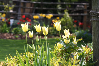Garten Frühling 2017 085.JPG