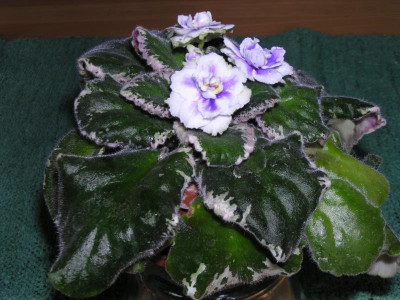Sp Buckeye Seductress 004.JPG