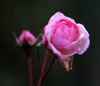 Letzte-Rosen-3.jpg
