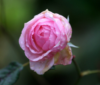 Letzte-Rosen-2.jpg