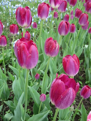Tulipa 'Magic Lavender'_5021.jpg