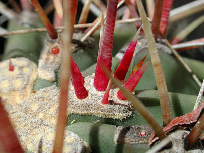 Ferocactus.jpg