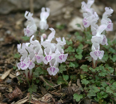 IMG_7776_eLamium sandrasicum.JPG