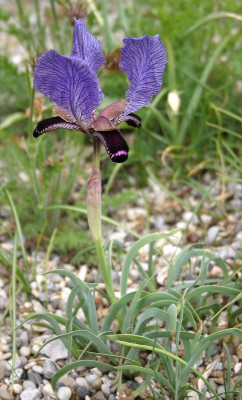 IMG_7785_eIris paradoxa.JPG