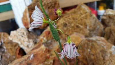 Olsynium filifolium 12.05.17.jpg
