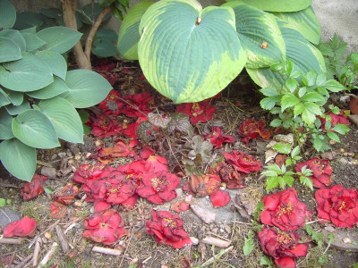 PICT1696.JPG