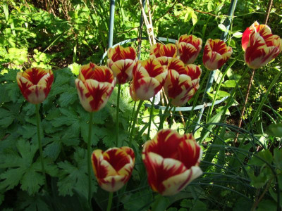 2017_0511Mai20170039.JPG