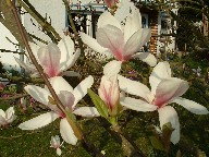 Magnolie5.jpg
