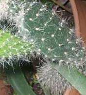 Opuntia.jpg